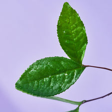 Sourse Chocolate Vitamins