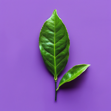 Sourse Chocolate Vitamins