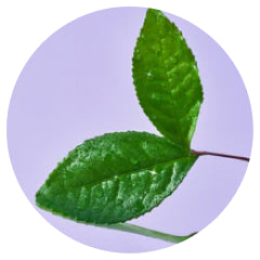 Plant-based leaf